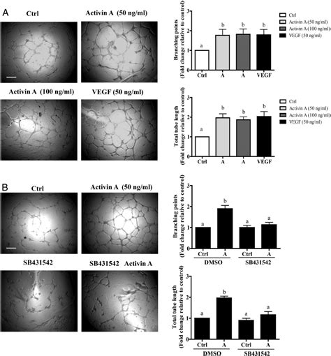 Activin A Induces HTR8 SVneo Cell Endothelial Like Tube Formation A