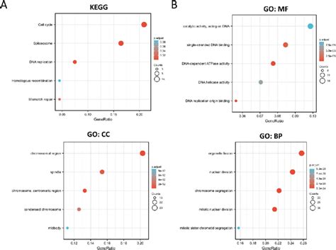 A Kegg Pathway Analysis Of The Rcc2 Interacting And Rcc2 Correlated