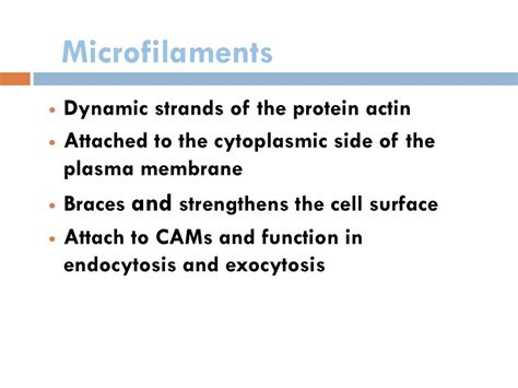 Cell Membranes Dr Nabil Khouri Ppt Download