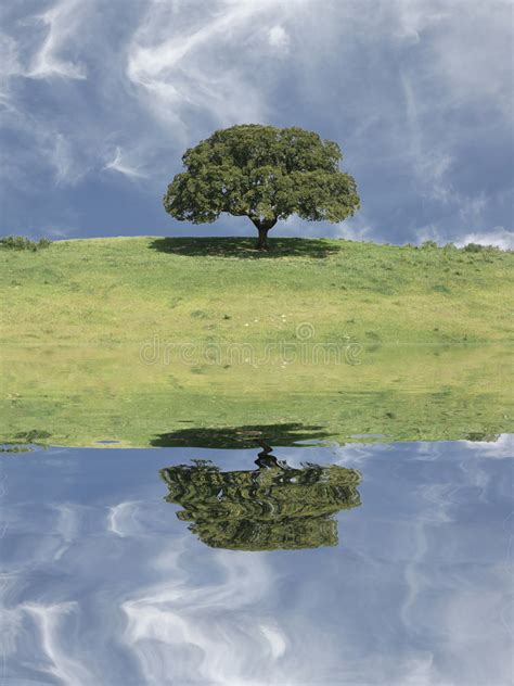 Oak Tree Reflection Stock Image Image Of Oaks Grass 6363227