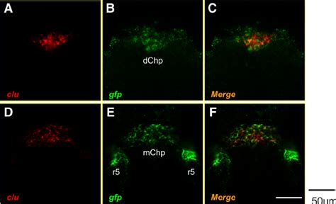 Zebrafish Clusterin MRNA Is Specifically Expressed In The Choroids