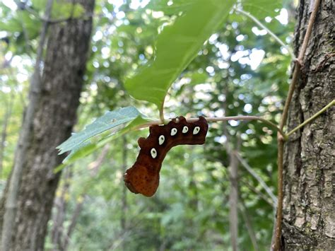 Found this beautiful Pandorus Sphinx moth caterpillar while walking on