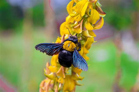 Carpenter Bee: a Vital Pollinator and Wood Carver