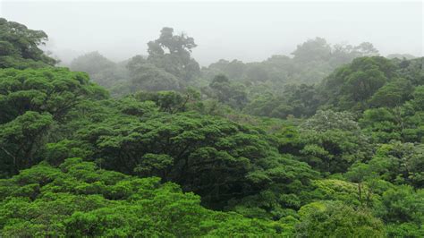 La Selva Tropical Nubosa En Planeta Selva RTVE Es