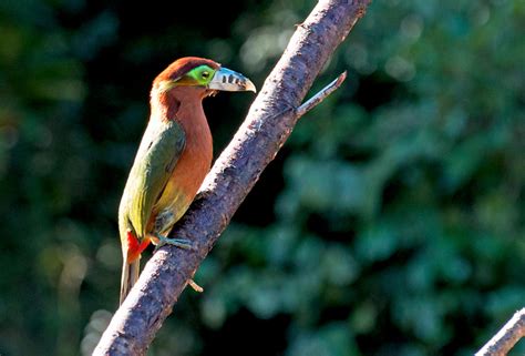 Foto araçari poca Selenidera maculirostris Por Claudiomar Salgado