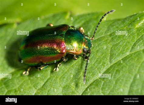 Dead Nettle Leaf Beetle Chrysolina Fastuosa Stock Photo Alamy