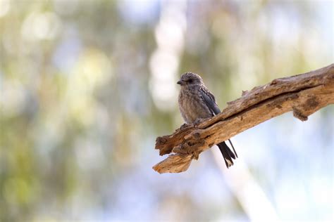 Woodswallows Butcherbirds Cuckooshrikes Julian Teh Illustration