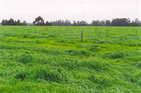 Annual Ryegrass Pasture