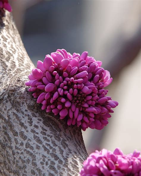 Chinese Redbud Plant Flowering Free Photo On Pixabay Pixabay