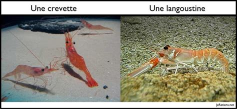 Quelle Est La Diff Rence Entre Crevette Et Langoustine Ou Scampi