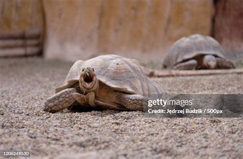 41 Turtle Mouth Open Stock Photos, High-Res Pictures, and Images ...