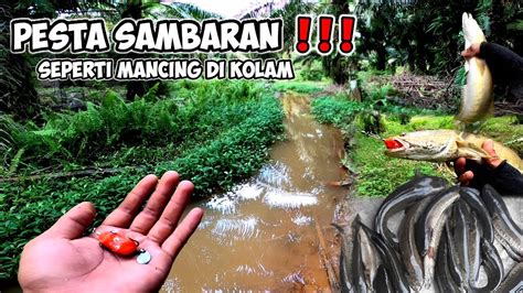 Spot Liar Rasa Kolamcasting Gabus Haruan Sambaran Tanpa Henti Youtube