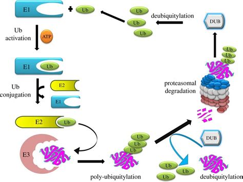 The Ubiquitin Proteasome System Ubiquitylation Occurs Through The