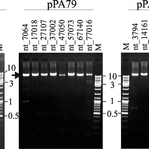 Ethidium Bromide Stained Agarose Gels Showing Pcr Amplicons Kbp