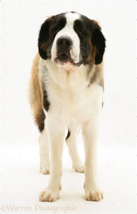 Dog Saint Bernard Photo Wp27215