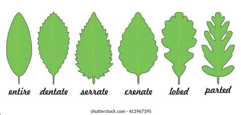 Leaf Margin Types