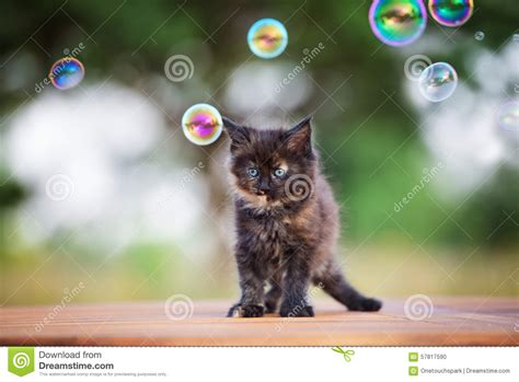 Adorable Black Maine Coon Kitten Outdoors Stock Photo Image Of Animal