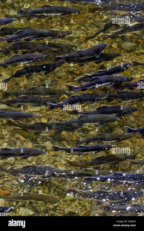 Pacific Pink salmon (Oncorhynchus gorbuscha) returning to their natal ...