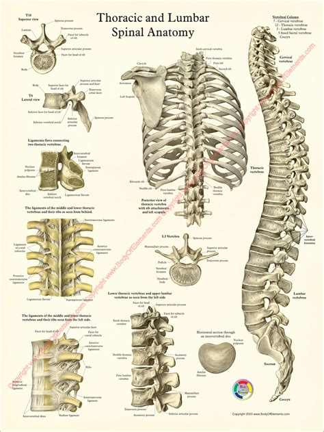 Human Spine and Vertebrae Anatomy Posters – Body of Elements