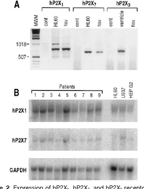 Figure 2 From P2x7 Receptor Activation Induced Contraction And Lysis In