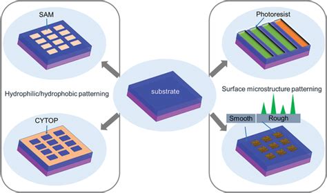 Schematic Illustration Of The Typical Hydrophilic Hydrophobic And