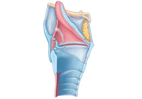 Larynx Diagram Quizlet