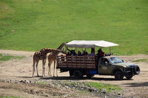 San Diego Zoo Safari Park Tips