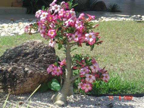 Como Plantar Rosa Do Deserto Passo A Passo E Dicas