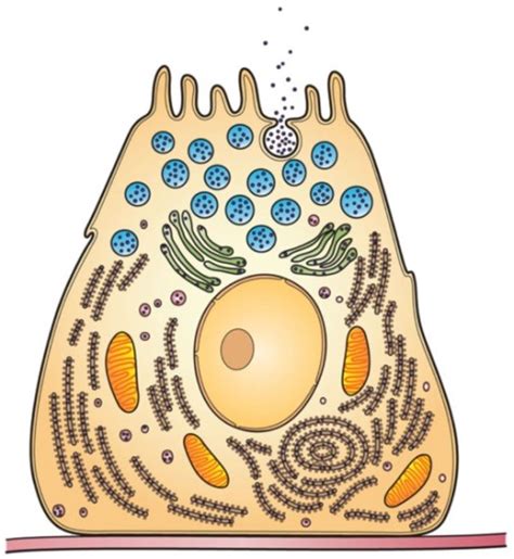 What is the Difference Between Intracellular and Extracellular Enzymes ...