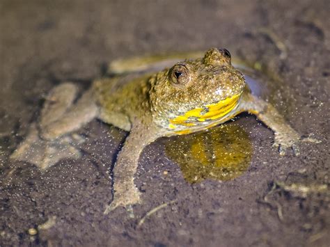 Wat Is Het Verschil Tussen Kikkers En Padden De Natuur Van Hier