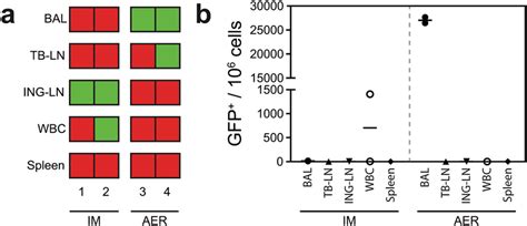 Dissemination Of RMVA GFP Cells In Macaques A Overview Of GFP