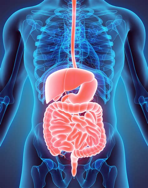 Anatomia Gastrointestinal