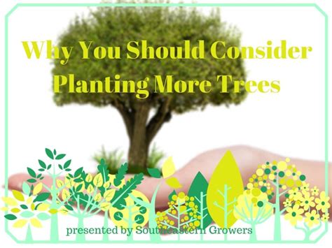 Why You Should Consider Planting More Trees