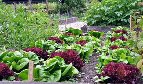 Why Does Lettuce Bolt, and What Can Prevent It?