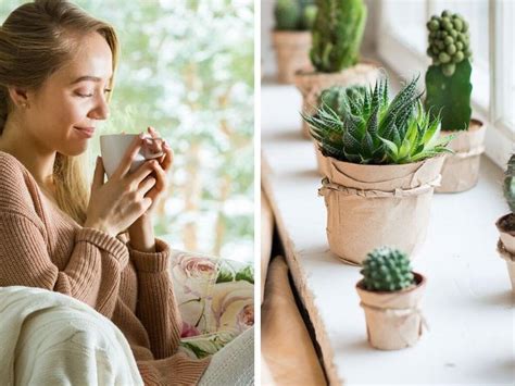 plantas que atraen la energía positiva a tu hogar Salud180