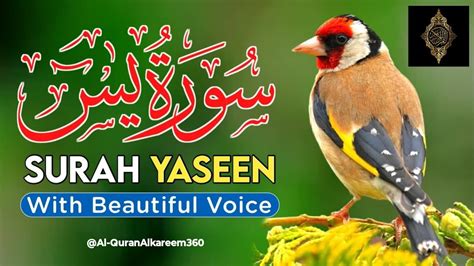 Surah Yaseen 36 Yasin Surah Yaseen With Urduand English Translation