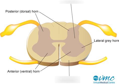 Spinal cord- white and grey matter Diagram | Quizlet