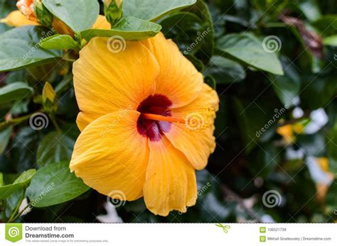 A Large Orange Flower with a Purple Center Stock Image - Image of ...