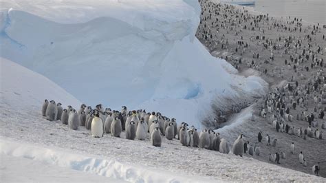 Hidden Never Before Seen Penguin Colony Spotted From Space Live Science