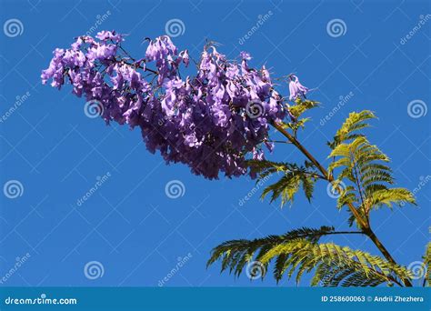 Blue Jacaranda in Blossom, Jacaranda Mimosifolia Flowers Stock Image ...