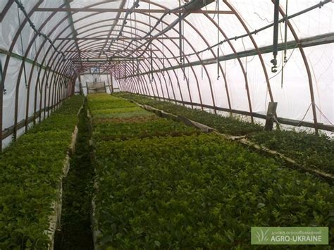 Продам укорененный черенок, купить укорененный черенок, Киев — Agro-Ukraine
