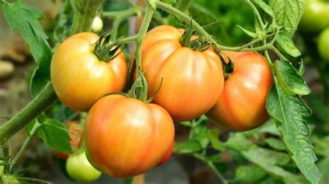 Indeterminate Tomatoes A Z List How They Grow Best