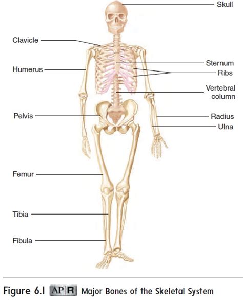 Functions Of The Skeletal System