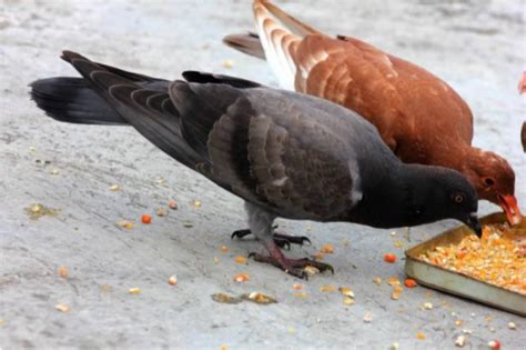 Cara Ternak Burung Dara Bagi Pemula