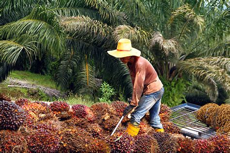 Boosting Sarawaks Agricultural Produce