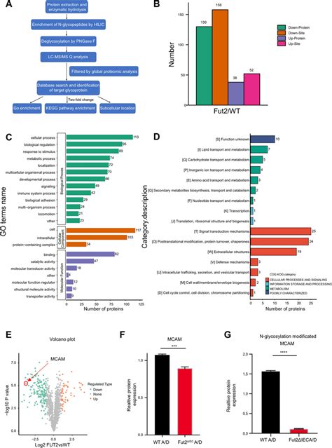 Glycoproteomics Reveals Glycoproteins That May Be Associated With