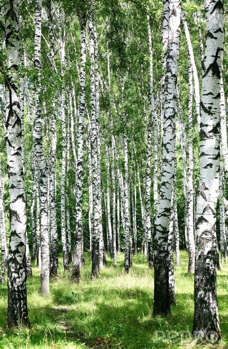 Fototapete D Wald Birken Nach Ma Myredro De