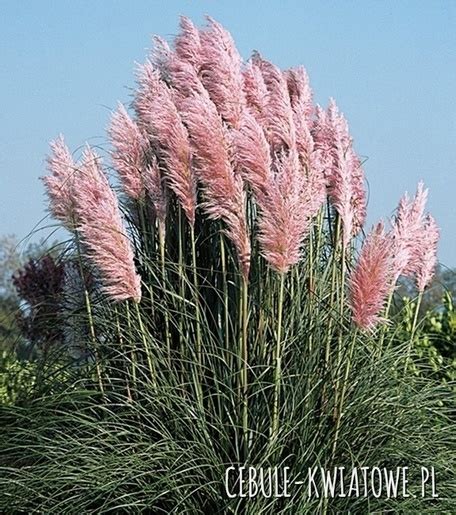 Trawa pampasowa różowa Cortaderia Selloana Rose Plume 1 szt