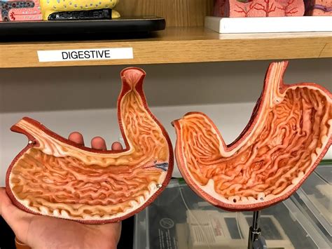 Stomach II Diagram Quizlet