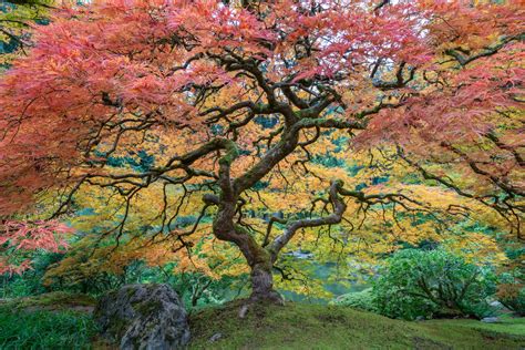 Portland Japanese Garden Famous Tree Wide View Portland Japanese